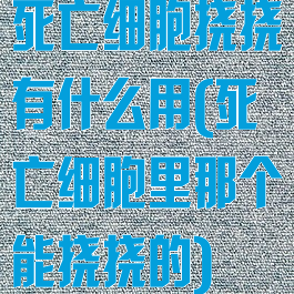 死亡细胞挠挠有什么用(死亡细胞里那个能挠挠的)